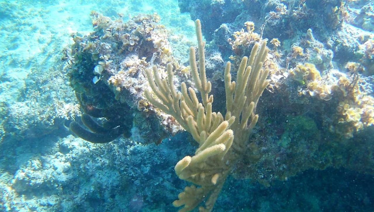 Rolando Share Apart Punta Cana Kültér fotó